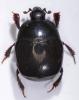 Saprinus lautus